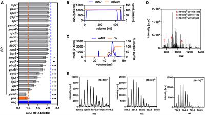 Optimized recombinant production of the bacteriocin garvicin Q by Corynebacterium glutamicum